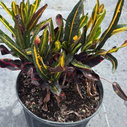 Croton Mammy - Beautiful 3 Gallons Shrubs - $7
