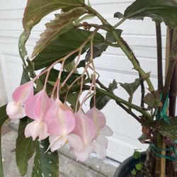 Angel Wing Begonia Cane Plant, In 5 Gallóns Pot Pick Up Only