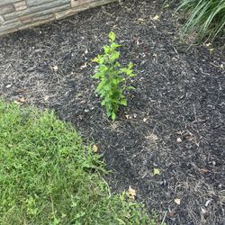 Rose Of Sharon White Flower