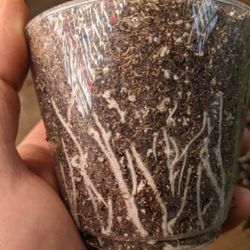 Seedling, Cl0ne$, Teens, Cuttings