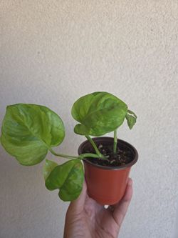 Plant