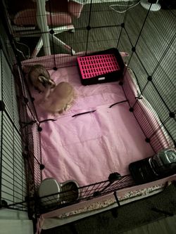 Bunny accessories