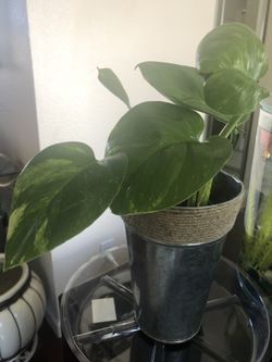 Golden Pothos with big leaves. Air Purifying Live Plants