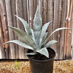 Large blue agave 