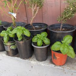 Basil Plants 😃😃😃😃3 For $10