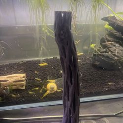 Cholla Wood For Shrimp Tank