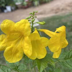 Retama       Tronadora 