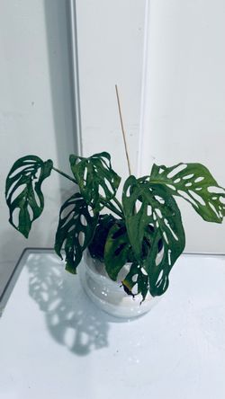 Swiss Cheese Plant