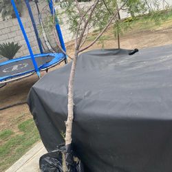 Pirul Arbol Free Gratis