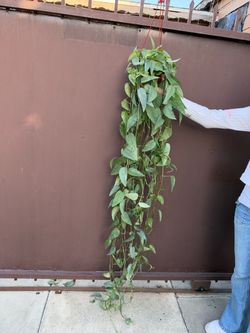 6” xl Cebu blue Pothos