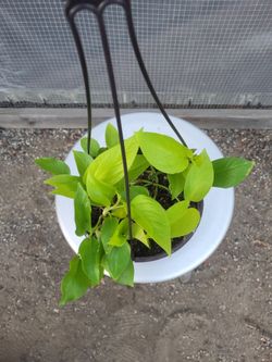 Neon Pothos  8" Nursery Pot