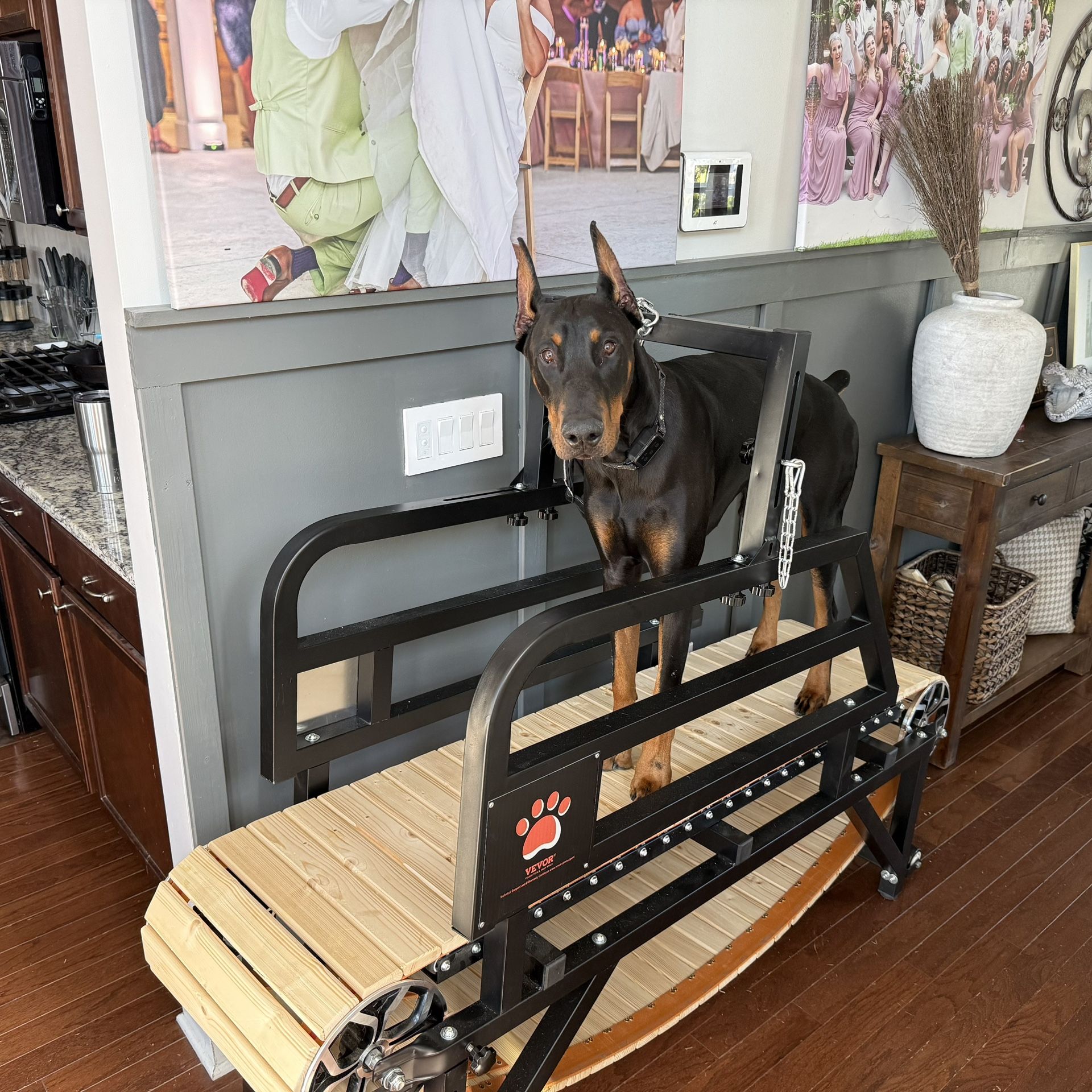 Dog Treadmill