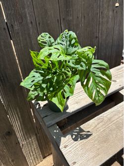Monstera Adansonii