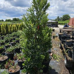 Japanese Blueberry  Cone Or Privacy Hedge Tall Full Green  Fertilized  Ready For Planting Instant Privacy Hedge  Same Day Transportation 