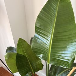 Plants (6 for $100!) 🌿