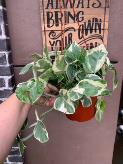 Photos n joys indoor plants