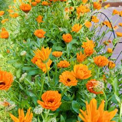NEW IN 1/2 Gallon CALENDULA ORANGE FLOWER 