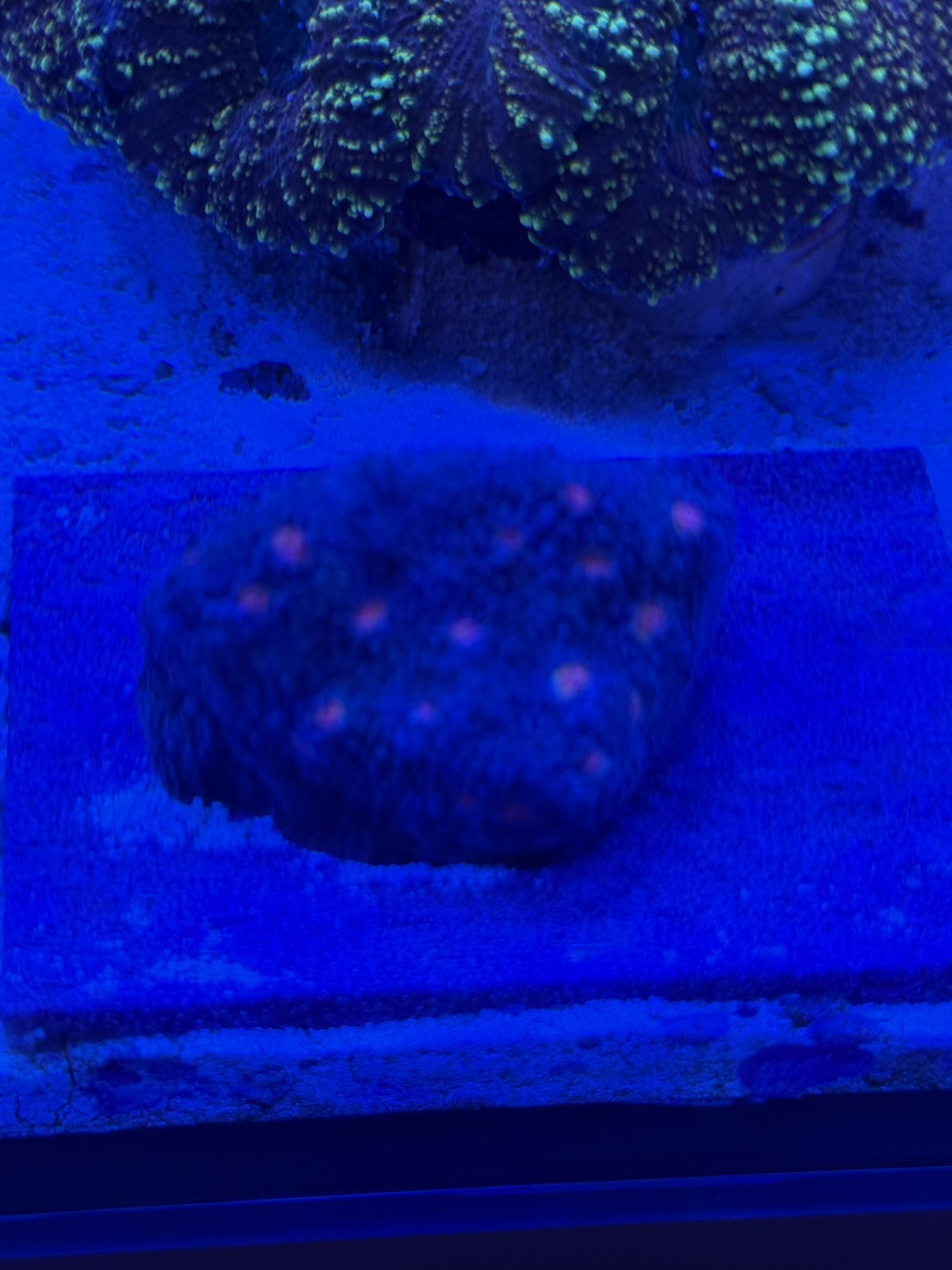 Fake Chalice Coral