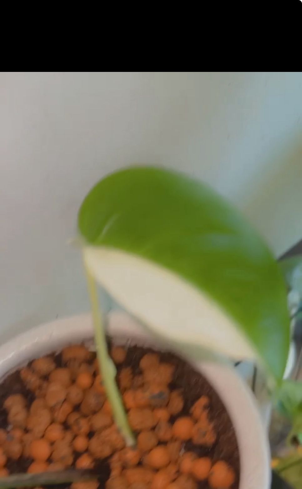 Monstera Albo Borsigiana