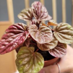 Peperomia Quito 4" Plant #9