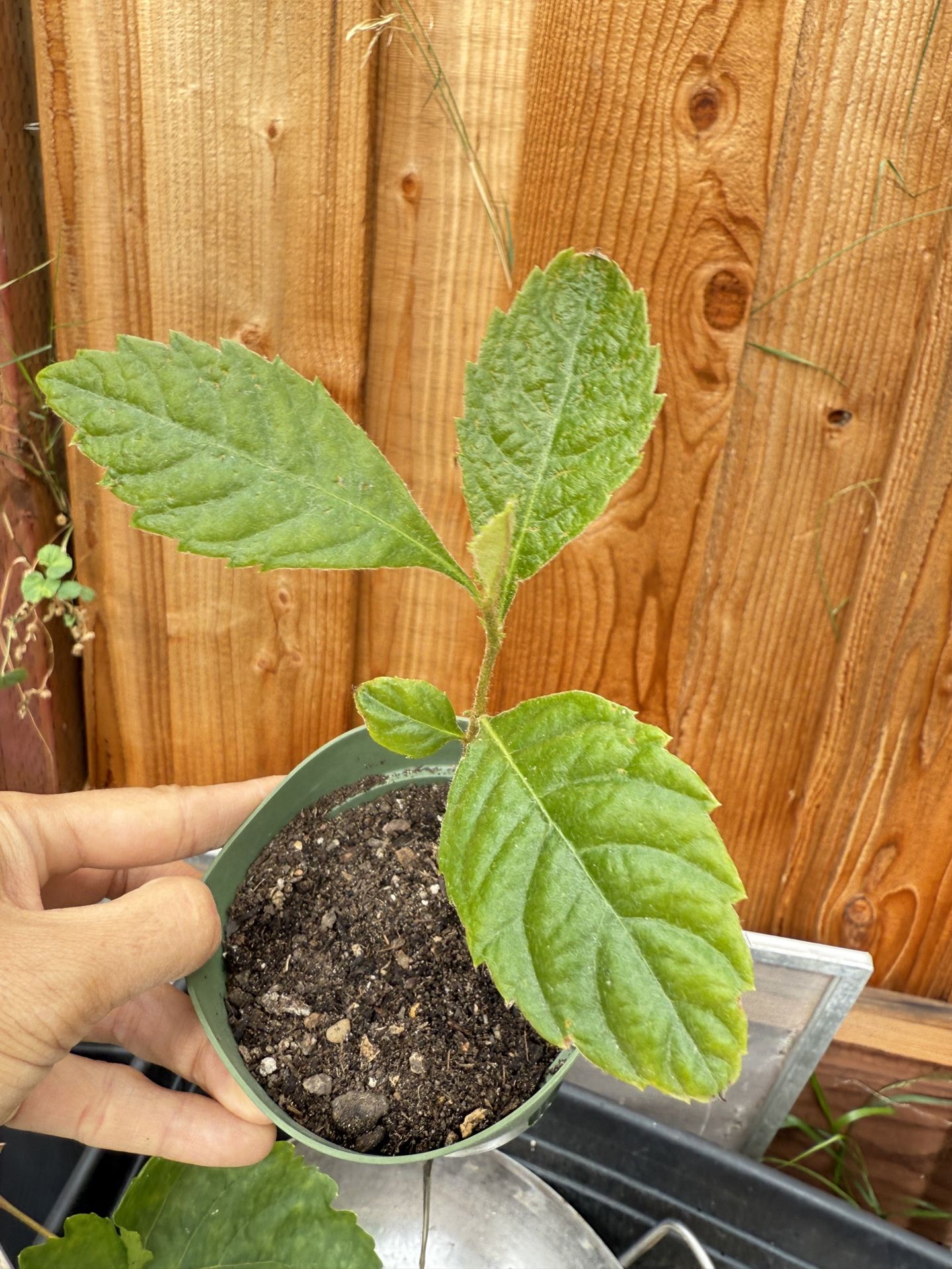 Loquat Plant From Seed