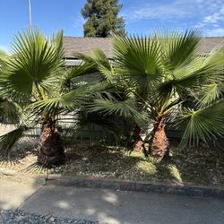3 Palm Trees