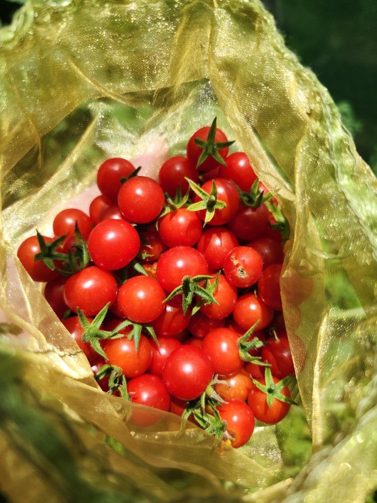 Everglades Tomato Seeds (Best Florida Tomato)