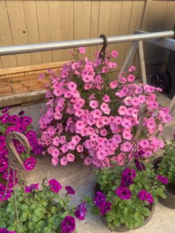 PETUNIA FLOWER PLANTS