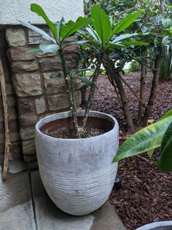 Plumeria Obtusa 3 1/2 Ft In Large Planter