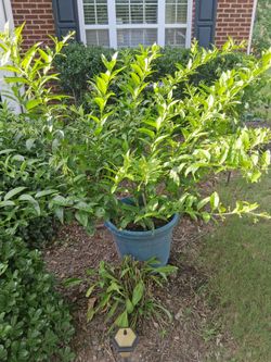 Large Night blooming(Queen Of The Night) (cestrum  nocturnum) Jasmine