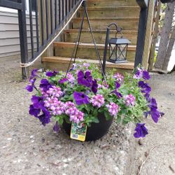 Plants W/Solar Leds