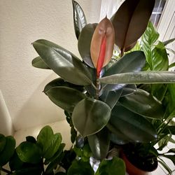 ♥️SUPER HEALTHY♥️Burgundy Rubber Tree🙏PLS Read Description  