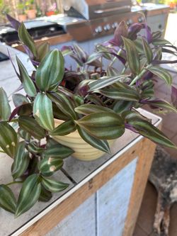 Planta