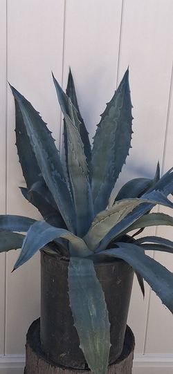 Suave Azul