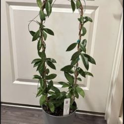 Big Hoya  Crassipetiolata Arch height of vines more that 40”