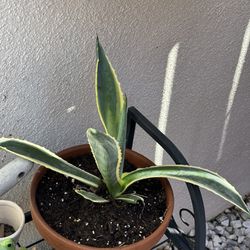 Variegated Agave In Terracotta Pot