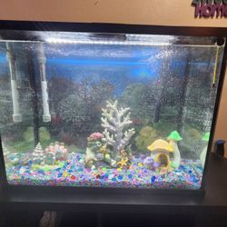 Fish tank and accessories 