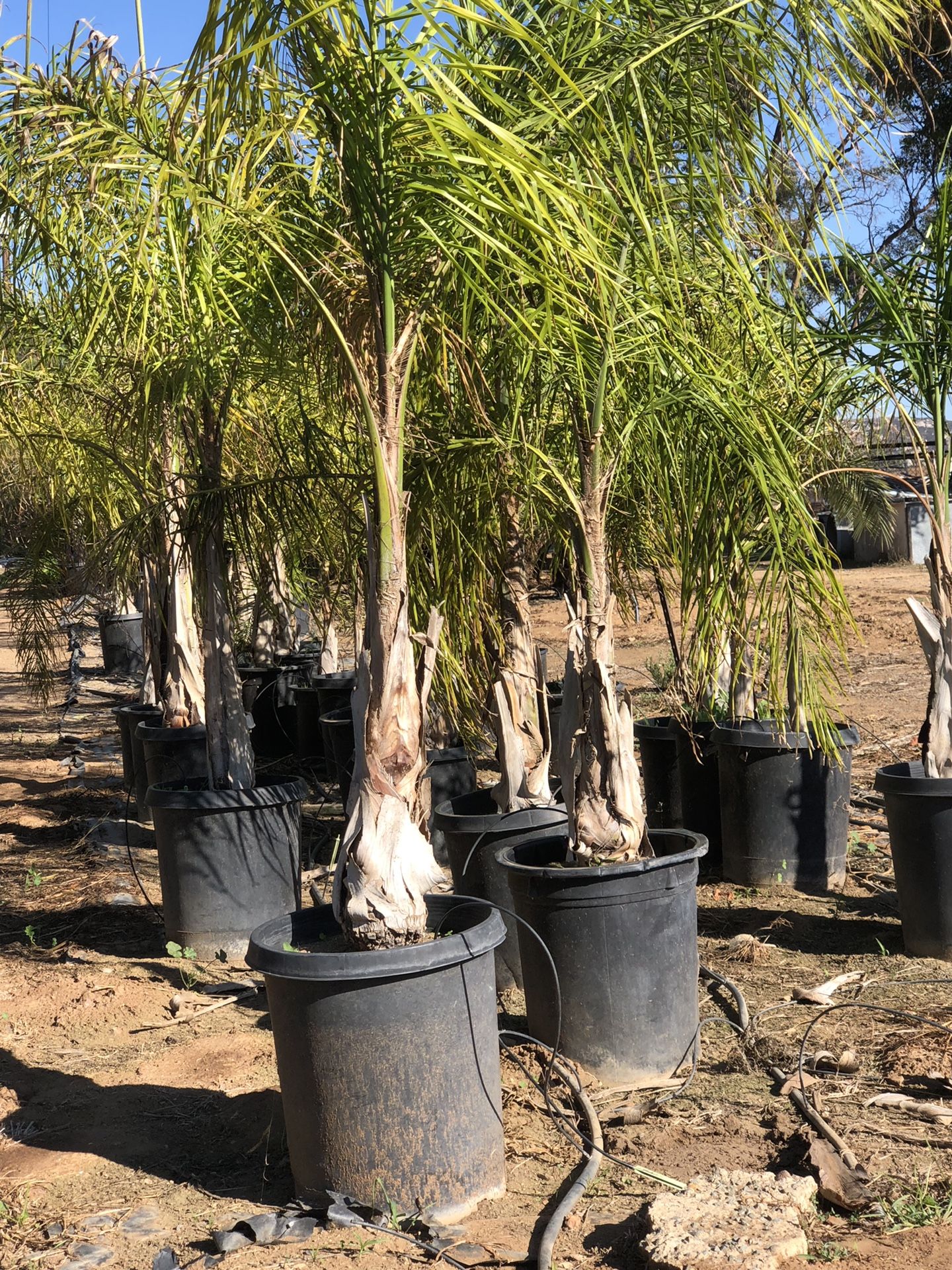 Queen palms 24 inch box only $75 while they last.