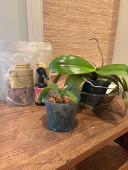 2 phalaenopsis orchid plants