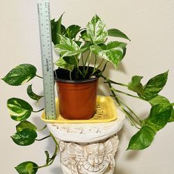 Pothos- 3 Pothos In a Pot - #2