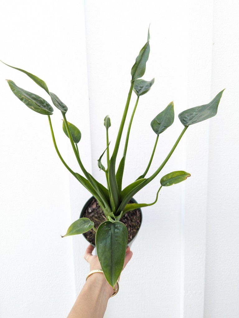 Alocasia Tiny Dancers Plant 6" Pot - Indoor House Plants