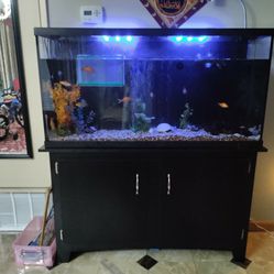 60 Gallon Fish Tank