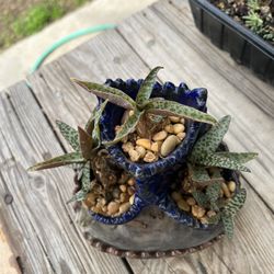 Potted Plant 