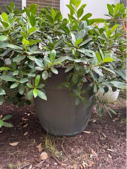 2 x Baby ficus in planters