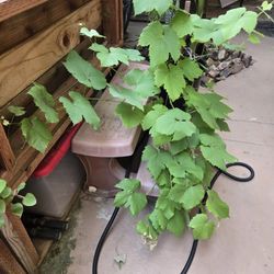 Grape Fruit 🍇 Tree . Purple Grape 