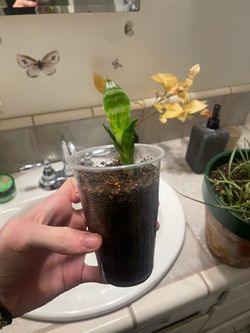 Snake plant!!