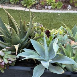 Wagon Full Of Succulents 🪴🌵🪴Agaves,Aeonium And Aloe 