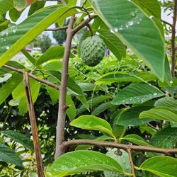 Grafted African Pride 2 Plant 
