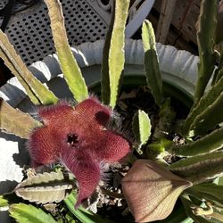 Stapelia Grandiflora ( Starfish) Plant 