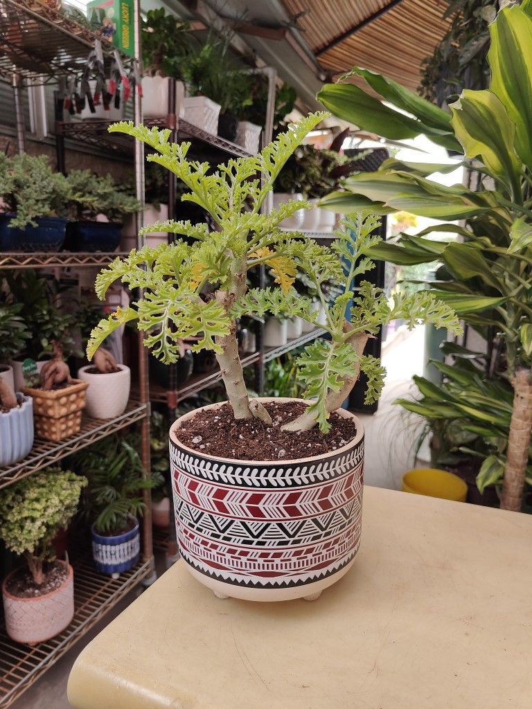 Pelargonium Ardens Succulent